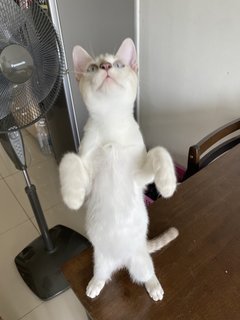 Simba - Domestic Medium Hair Cat