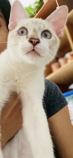 Simba - Domestic Medium Hair Cat