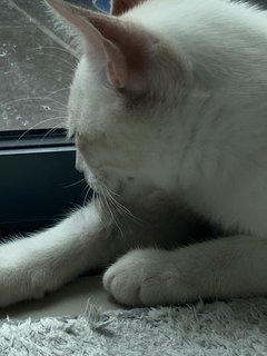 Simba - Domestic Medium Hair Cat