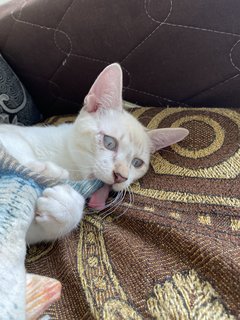 Simba - Domestic Medium Hair Cat