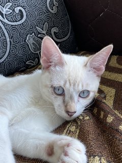 Simba - Domestic Medium Hair Cat
