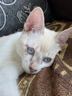 Simba - Domestic Medium Hair Cat