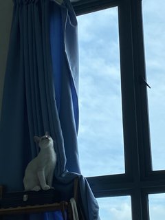 Simba - Domestic Medium Hair Cat