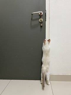 Simba - Domestic Medium Hair Cat