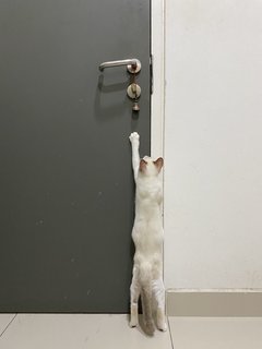 Simba - Domestic Medium Hair Cat