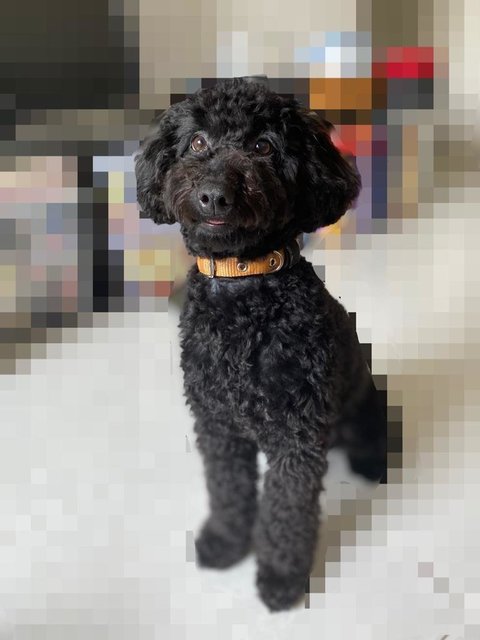 Oreo - Poodle Dog