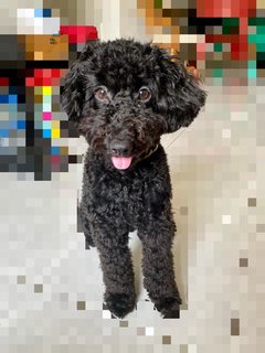 Oreo - Poodle Dog