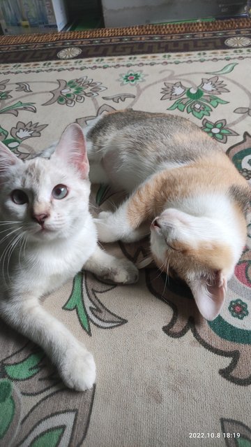 Calico And Chompu - Domestic Short Hair Cat