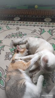 Calico And Chompu - Domestic Short Hair Cat