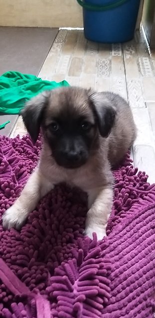 Bkack Mouth  Cur - Black Mouth Cur Dog