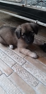 Bkack Mouth  Cur - Black Mouth Cur Dog