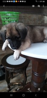 Bkack Mouth  Cur - Black Mouth Cur Dog