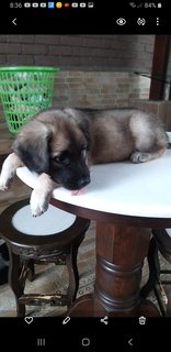 Bkack Mouth  Cur - Black Mouth Cur Dog