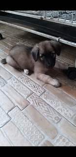 Bkack Mouth  Cur - Black Mouth Cur Dog