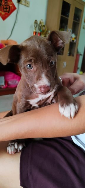 Puppy - Mixed Breed Dog