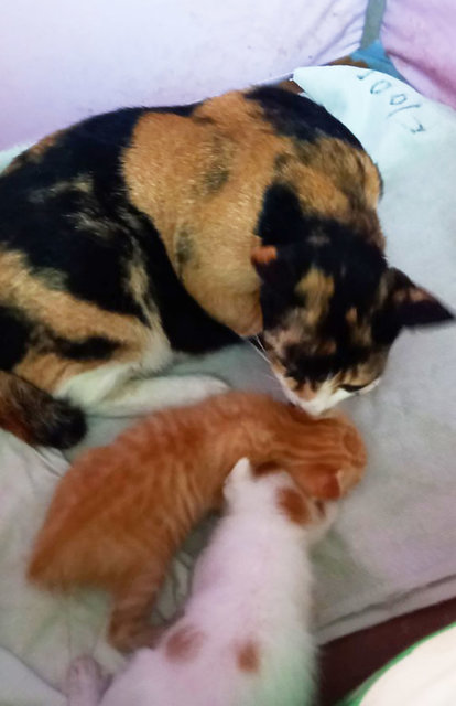 Mama Loki &amp; Kittens - Calico Cat