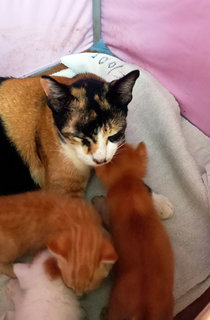 Mama Loki &amp; Kittens - Calico Cat