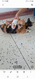 Mama Loki &amp; Kittens - Calico Cat