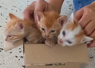 Mama Loki &amp; Kittens - Calico Cat