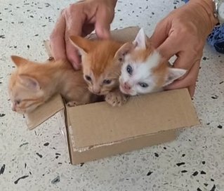 Mama Loki &amp; Kittens - Calico Cat