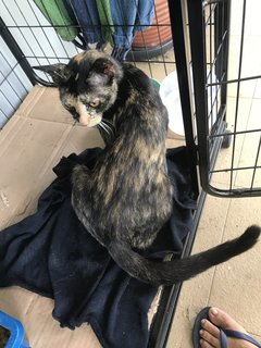 Tropicana Tortie - Domestic Short Hair Cat