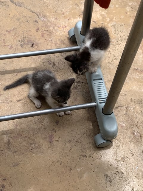 Dodot &amp; Smokey - Domestic Long Hair Cat