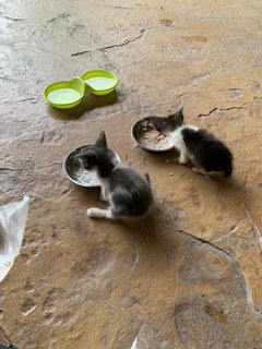 Dodot &amp; Smokey - Domestic Long Hair Cat