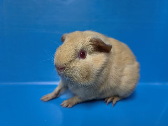 Gg - Guinea Pig Small & Furry