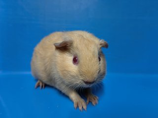 Gg - Guinea Pig Small & Furry