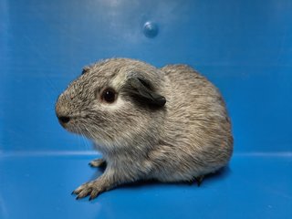 Gg - Guinea Pig Small & Furry