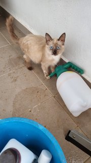 Casper And Ginger - Domestic Short Hair + Siamese Cat