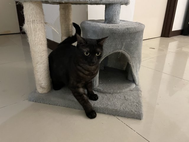 Little Black （no Name Yet） - Domestic Short Hair Cat