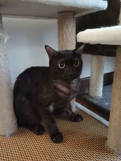 Little Black （no Name Yet） - Domestic Short Hair Cat