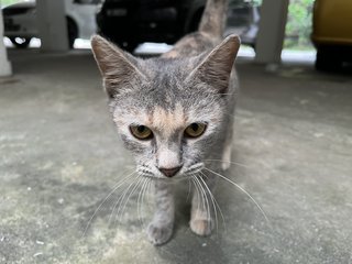 Yao Yao - Domestic Short Hair Cat