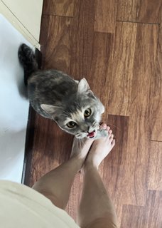 Yao Yao - Domestic Short Hair Cat