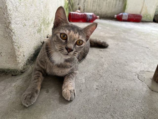 Yao Yao - Domestic Short Hair Cat