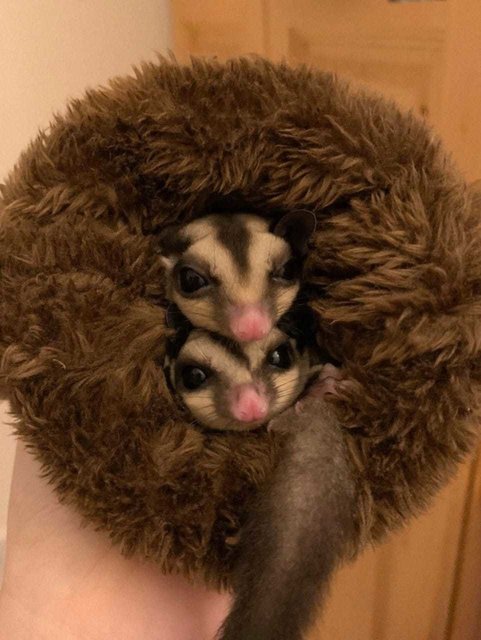 Pat &amp; Bingsu - Sugar Glider Small & Furry