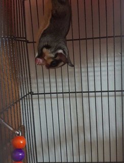 Pat &amp; Bingsu - Sugar Glider Small & Furry