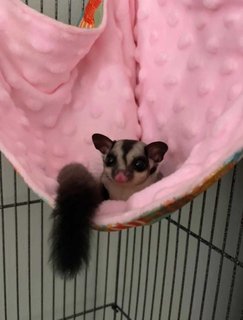 Pat &amp; Bingsu - Sugar Glider Small & Furry