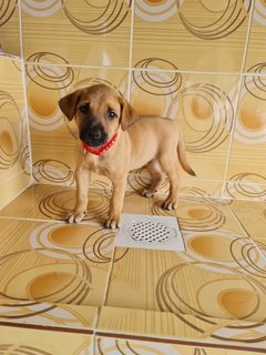 Handsome Boy - Mixed Breed Dog