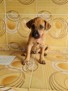 Handsome Boy - Mixed Breed Dog