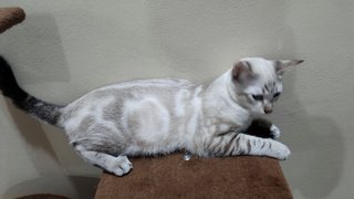 Snow &amp; Leo - Bengal + Domestic Short Hair Cat