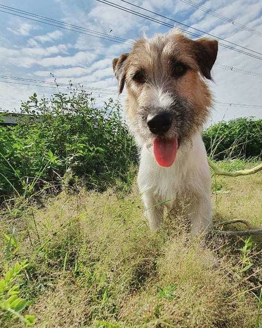 Mickey - Jack Russell Terrier (Parson Russell Terrier) Dog