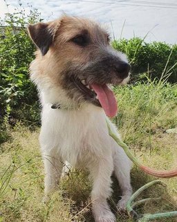 Mickey - Jack Russell Terrier (Parson Russell Terrier) Dog