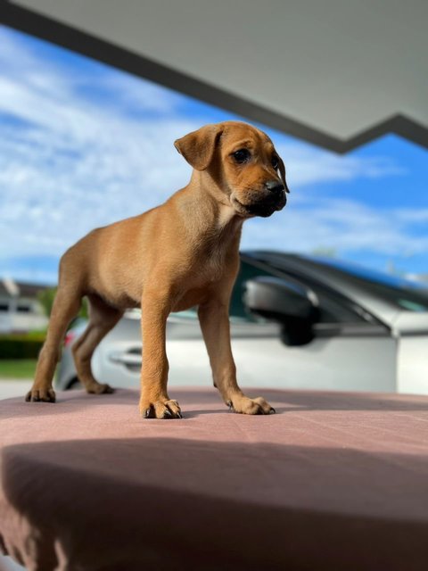 Yellow - Mixed Breed Dog