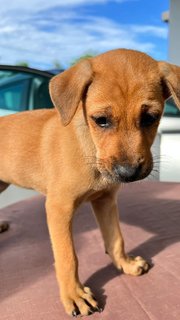 Yellow - Mixed Breed Dog