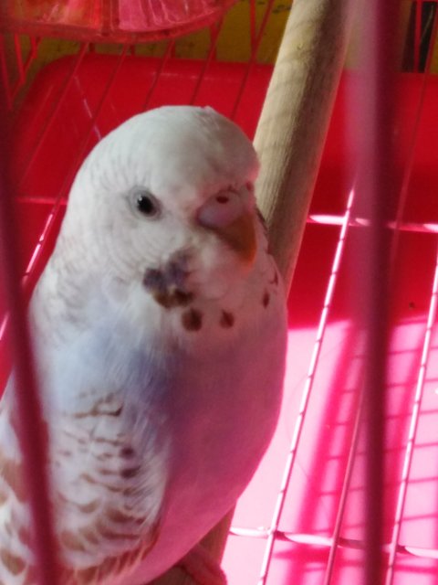 Yi Xiao - Budgie/Budgerigar + Parakeet Bird