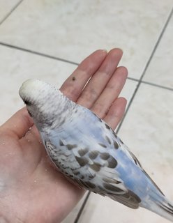 PF120856 - Budgie/Budgerigar Bird