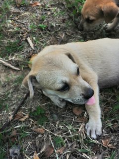 Keaton - Mixed Breed Dog