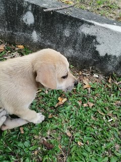 Keaton - Mixed Breed Dog